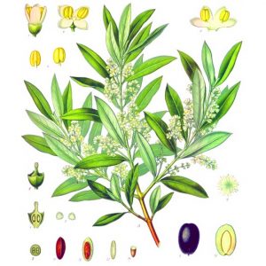 The God of Olives Perfume Oil